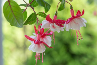 Fuchsia Kar Fırını. Parlak kırmızı seplerle süslenmiş büyük, çift taraflı çiçekler ve zarif bir fırfırlı beyaz Corolla. Seçici odaklanma. Çiçek arka planı.