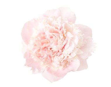 Pembe şakayık beyaz arkaplanda izole edilmiş.