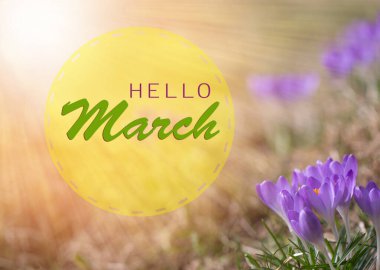 İlk bahar çiçekleri güneşli bir günde beyaz timsahlar ve kardamlalarıdır. Merhaba. Duvar kağıdı, tebrik kartı.