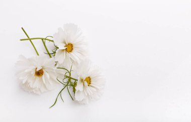 Beyaz arka planda neşeli beyaz kozmos ya da kozmetik kompozisyonu. Üst manzara, düz yatış. Uzayı kopyala Doğum günü, Anneler, Sevgililer, Kadınlar, Düğün Günü konsepti.