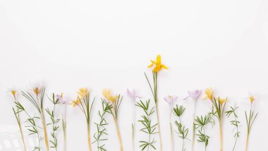 Bahar beyazı, sarı kır çiçekleri beyaz arka planda, düzlük, üst manzara