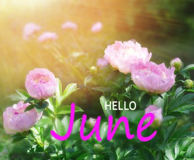 Merhaba June. Bahçedeki Çiçekli Pembe Şakayıklar. Paeonia lactiflora Raspberry Sundae