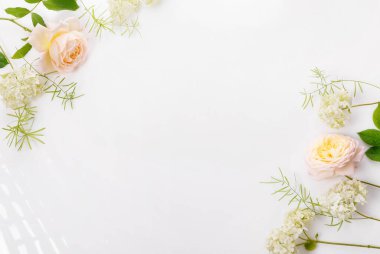 Çiçekli şeftali rengi gül, beyaz arka planda beyaz ortanca. Güllerin hassas krema tonu, barış ve uyum, güzellik konsepti, kozmetik ve parfüm satmak için mükemmel. Düz yatış, üst görünüm