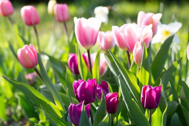Pembe ve mor laleler verimli yeşilliklerle çevrili bir bahar bahçesinde ışıl ışıl açıyor. Her lale bahar bahçesine canlı bir dokunuş ekliyor, sakin ve renkli bir açık hava tasarımı yaratıyor.