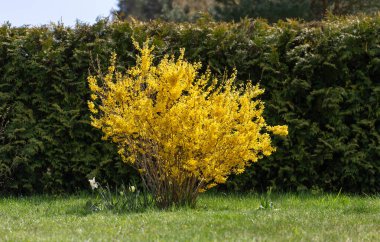 Bahar bahçesinde filizlenen çalı çalıları Arborvitae Brabant 'ın arka planına karşı. Forsythia, baharın sembolü, yenilenme ve doğanın uyanışı. Bahar teması tasarımı için boş alan
