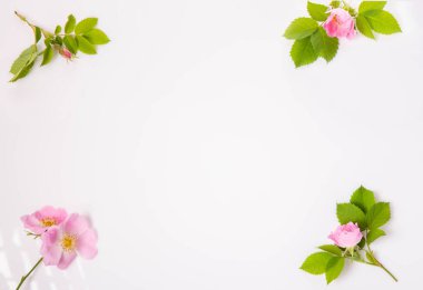 Düz yatıyordu, yaban gülü çiçeklerinin üst görüntüsü, yeşil yapraklar, tomurcuklar, beyaz arka planda doğal çerçeve. Yaban gülü botanik zarafeti, organik güzelliği, tazeliği, çiçek uyumu doğadan esinlenilmiş tasarımı sembolize eder.