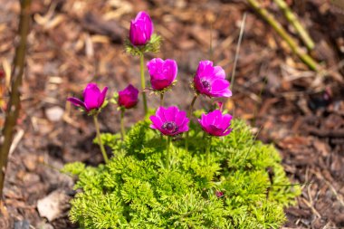 Canlı mor şakayık çiçekleri yemyeşil yapraklarla birlikte bahçe yatağında çiçek açıyor. Narin bahar çiçekleri manzaralara renk ve zarafet katar, tozlaştırıcıları çeker, mevsimlik çiçekleri artırır