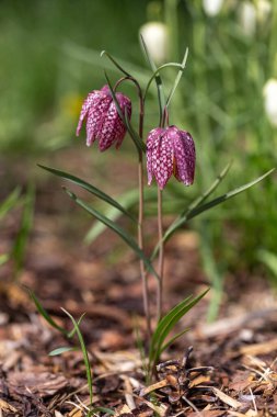Bahar çayırlarında çiçek açan kareli yapraklı narin bukleli çiçekler. Yüzeyin derinliği. Nadir bulunan çiçekler, yumuşak bulanık arka plana karşı durarak zarafeti sembolize eder. Fritillaria meleagris