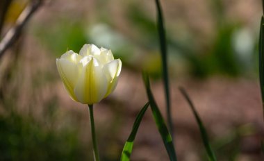 Güneşli bahar bahçesinde çiçek açan zarif beyaz lale. Sığ alan derinliğinde yakalanan narin lale çiçeği yumuşak bulanık arka plana nazikçe karşı duruyor, saflık bahar yenilenmesini simgeliyor