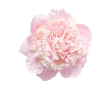 Beyaz arka planda izole edilmiş yumuşak pembe şakayık çiçekli markalar, düğün davetiyeleri, tebrik kartları, kozmetik ambalajlar için ideal. Yüksek çözünürlüklü botanik görüntü şakayığı lüks pazarlama için mükemmel