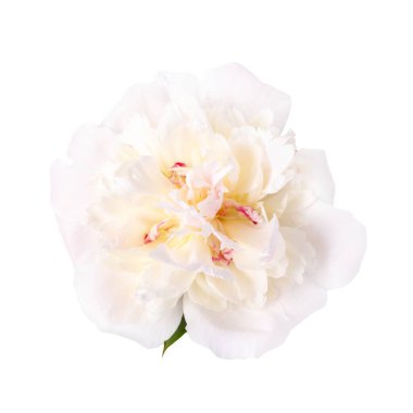 Beyaz şakayık, beyaz arka planda, düğün dekorasyonu, çiçek markası, lüks kozmetik ürünleri için izole edilmiş. Yüksek çözünürlüklü botanik görüntü tebrik kartları, baskı tasarımı, doğadan esinlenilmiş beyaz baş şakayığı