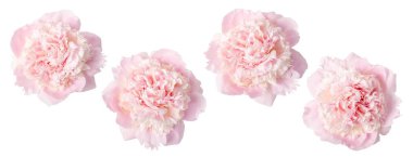 Beyaz arka planda izole edilmiş simetrik kompozisyonda dizilmiş pembe şakayık çiçekleri. İzole baş şakayığı çiçekleri düğün davetiyeleri, markalaşma, tebrik kartları, kozmetik ambalajları için mükemmeldir.