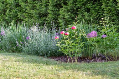 Yeşillik ve çitlerle çevrili çiçek açan şakayık ve italyumlarla dolu bereketli bir yaz bahçesi. Bahçe işleri blogu, peyzaj projesi, çiçek temalı tasarım, yaz doğası geçmişi, ekoloji