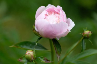 Su damlacıkları, saflık ve rahatlama içeren pembe şakayık tomurcuğuna yakın çekim. Spa, cilt bakımı, sağlık damgası için. Yumuşak taç yaprakları pembe şakayık ve bulanık yeşil arka plan taze, organik cazibeyi, dinginliği arttırır