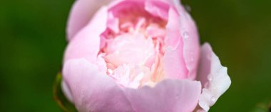 Yumuşak pembe şakayık tomurcuğu, yaprakları, tazeliği ve güzelliği üzerine damlacıklar damlatıyor. Sığ alan derinliği, geniş albüm. Bulanık yeşil arka plan organik cazibeyi arttırır. Spa, cilt bakımı, sağlık için.