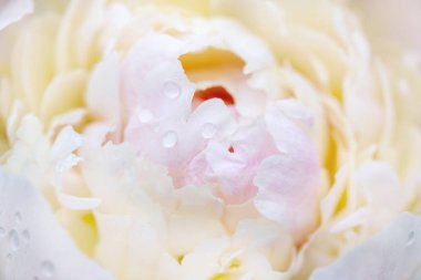 Yumuşak pembe, su damlacıklarıyla kaplı beyaz taçyapraklı şakayık iğnesi. Kapalı planda şakayık çiçekleri çiçek desenleri, narin taç yaprakları, romantik zarafet. Düğün, kaplıca, botanik tasarımlar için.