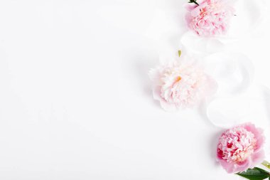 Beyaz arka planda kurdeleli yumuşak pembe şakayıklar, narin taç yaprakları, açık hava kompozisyonu. Şakayıklar arka plan, yumuşaklık ve güzellik, düğün geçmişi, tebrik kartı, düz yatak, üst görünüm