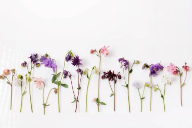 Beyaz arka planda düzenli sırada dizilmiş renkli akuileji çiçekleri. Çiçekli markalar, ekolojik ürün ambalajları, bahar katalog tasarımları, eğitim amaçlı bahçe malzemeleri için minimal botanik düzenleme