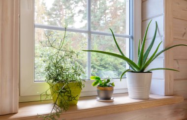 İçinde aloe vera, rhipsalis, Noel kaktüsü gibi yeşil saksılı ev bitkilerinin olduğu rahat pencere pervazı. Taze yeşillik, ahşap iç mekan, çevre dostu yaşam, kapalı bahçe, yavaş yaşam tarzı içeriği.
