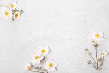 Beyaz şakayık çiçekli düz bir kompozisyon sergiliyordu. Düğün tasarımı, tebrik kartı, kozmetik ambalajı, bahar, kadın markası için yumuşak çiçek çerçevesi.