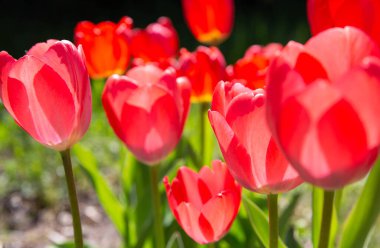 Bahar bahçesinde çiçek açan Van Eijk laleleri, yumuşak ışık ve yeşil arka planlı pembe çiçeklere yakın, bahçe paketleri, bitki katalogları, mevsimlik çiçek tasarımı için mükemmel.