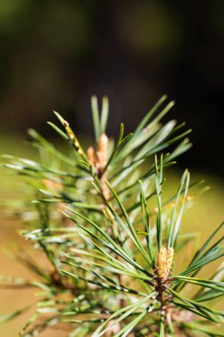 Genç çam ağacının parlak yeşil iğneleri ve yumuşak orman arka planında yeni büyüyen Macro fotoğrafı, bahar doğal yenilenme konsepti, doğa temaları ve ekolojik markalaşma için dikey botanik dokusu
