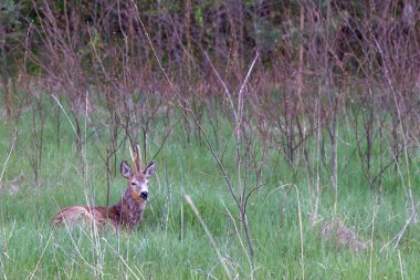 Vahşi yumurta geyiği taze yeşil çimenlerde uzanıyor, tetikte bekliyor, ilkbahar çayırlarında, doğal yaşam alanında vahşi bir hayvan, sessiz orman sahnesi konsepti, doğa bağlantısı, vahşi yaşam fotoğrafçılığı, Letonya