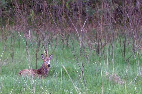 Vahşi yumurta geyiği taze yeşil çimenlerde uzanıyor, tetikte bekliyor, ilkbahar çayırlarında, doğal yaşam alanında vahşi bir hayvan, sessiz orman sahnesi konsepti, doğa bağlantısı, vahşi yaşam fotoğrafçılığı, Letonya