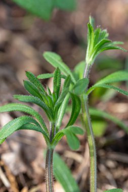 Dikey taze satır bitkisi, dikenli sapları ve yumuşak yeşil yaprakları olan dikey bir makro bitki, ilkbahar ışığı altında doğal bitki, ekolojik tasarım için vahşi yapraklar, doğa görselleri, botanik düzeni, taşınabilir kullanım