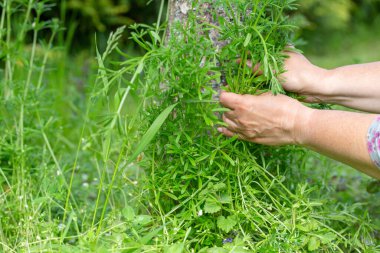 Eller bahar bahçesinde ağaç gövdesi etrafında nazikçe taze satır topluyor, yeşil bitkiler doğal ışıkta toplanıyor, mevsimlik yabani otlar toplanıyor, kırsal bitki kullanımı, sürdürülebilir yaşam tarzı, yavaş beslenme