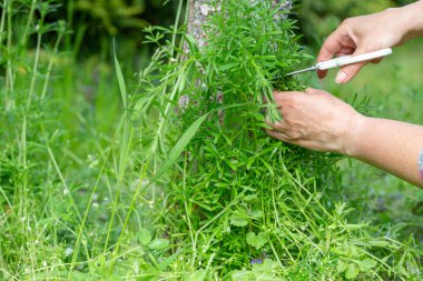 Bahar bahçesinde ağaç gövdesinin yanında satır kesen kadın, elleri ve makasları kapatın, çay, yeşil yapraklar için yabani bitkiler toplayın, sürdürülebilir yiyecek arama, kırsal yaşam tarzı, mevsimsel toplanma