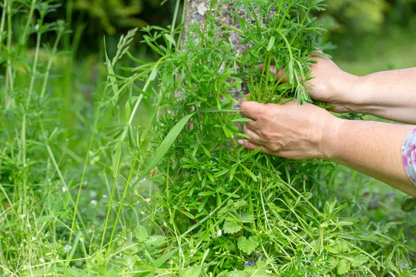 Eller bahar bahçesinde ağaç gövdesi etrafında nazikçe taze satır topluyor, yeşil bitkiler doğal ışıkta toplanıyor, mevsimlik yabani otlar toplanıyor, kırsal bitki kullanımı, sürdürülebilir yaşam tarzı, yavaş beslenme