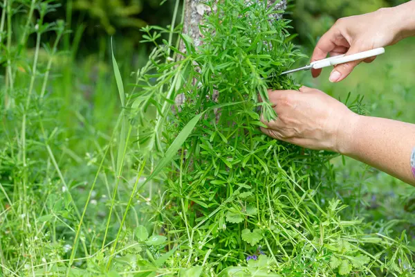 Bahar bahçesinde ağaç gövdesinin yanında satır kesen kadın, elleri ve makasları kapatın, çay, yeşil yapraklar için yabani bitkiler toplayın, sürdürülebilir yiyecek arama, kırsal yaşam tarzı, mevsimsel toplanma