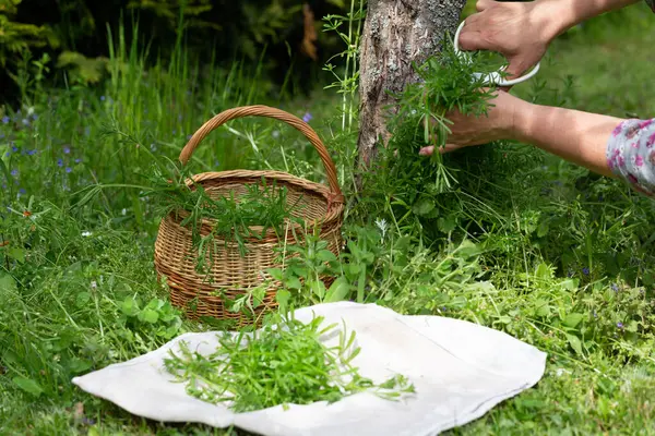 Ağaç gövdesinin yanında satır toplayan eller hasat sepetindeki yabani otlar ve doğal keten kumaşlar geleneksel bahar yiyecek arama sahnesi, sürdürülebilir kırsal yaşam tarzı, bitkisel çay bitkileri.