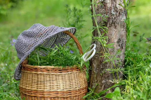Ağaç gövdesinin yanında satırlarla dolu sepet, beyaz makas ve tepesinde dinlenen yaz şapkası, doğal yeşil arka plan, ilkbahar yabani ot hasadı, kırsal yaşam tarzı, eko dostu yiyecek arama anı.