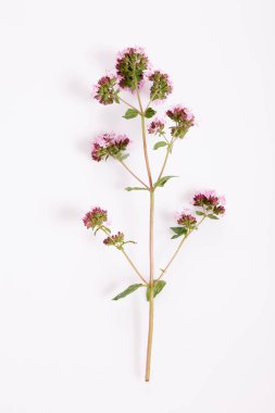 Beyaz arka planda tek bir kekik filizi, organik gıda, sağlık ürünleri, ambalaj tasarımı, aşçılık blogu, yaz doğal sağlığı konsepti için izole edilmiş tıbbi bitki içeren minimum botanik düzeni