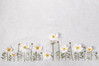 Beton zemin üzerinde beyaz şakayıklar, düz zemin, üst görünüm, metin için boş alan. Düğünler, Anneler Günü, Paskalya, bebek duşları, yıldönümleri, markalar, kaplıcalar, kozmetikler, tebrik kartları davetiyeleri.