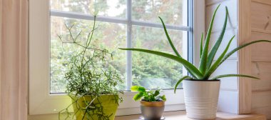 İçinde aloe vera, rhipsalis ve kaktüs olan ahşap bir pencere pervazı. Doğal ışık ve fotokopi alanı, pankartlar, eko bloglar, iç bahçe içeriği ve refah tasarımı için ideal hale getiriyor.