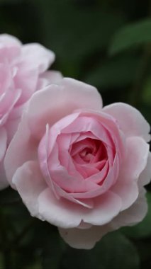 Bahçede açan yumuşak pembe İngiliz gülü, yavaş çekimde dikey video, doğal ışık, hafif esintide hareket eden narin yapraklar, ambalaj için ideal, sakin görseller, markalaşma, yaz havası.