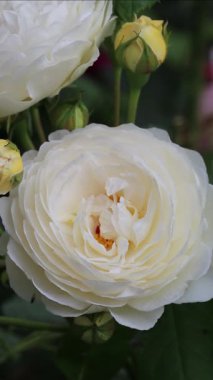 Yumuşak makro beyaz tırmanma görüntüsü çiçek açmış, ılık yaz havasında yavaşça hareket ediyor. Yavaş yaşam içeriği, botanik markalaşma, cilt tasarımı, çiçeklerden ilham almak için ideal. İngiliz Tırmanışı Rose. Yumuşak kremalı yapraklar, yumuşak bahçeler.