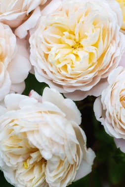 Makro yakın plan kremalı pastel güller, yumuşak sarı merkez taç yaprakları, düğün davetiyeleri için romantik çiçek arkaplanı, spa ambalajı, güzellik markası, doğa dokusu, botanik ve cilt tasarımı.