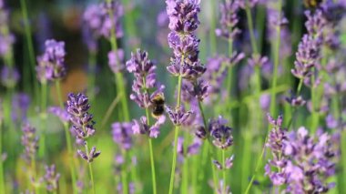 Yaz bahçesinde çiçek açan lavanta, mor çiçeklerin üzerinde uçan yaban arısı, yumuşak bokeh ile makro kapanış, barışçıl doğa görüntüleri, organik kozmetik, spa arka planı, yavaş yaşam ortamı klibi