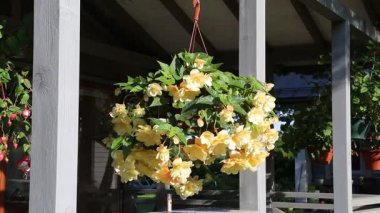 Sarı begonya çiçekleri güneşli terasta asılı duruyor, canlı yaz yeşili, ahşap bahçe yapısı, bahçe atmosferi, çiçek mevsimi havası, sabah ışığı, stok görüntüleri