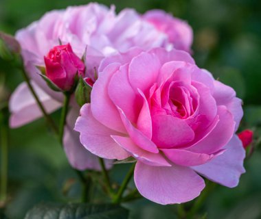 Pembe bahçenin karesi çiçek açmış. Hassas taç yaprakları, tebrik kartı, düğün tasarımı, Sevgililer Günü veya kozmetik markalaşma için romantik çiçek arkaplanı, doğal botanik fotoğrafçılığı.