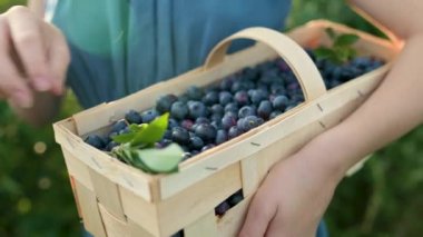 Ağır çekimde, kadınların elinde yaban mersinli sepet tutarken çekilmiş. Sıcak ve güneşli bir yaz gününde organik yaban mersini çiftliğinden taze böğürtlen toplamak. Taze sağlıklı organik yiyecekler..
