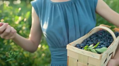 Ağır çekimde, kadınların elinde yaban mersinli sepet tutarken çekilmiş. Sıcak ve güneşli bir yaz gününde organik yaban mersini çiftliğinden taze böğürtlen toplamak. Taze sağlıklı organik yiyecekler..