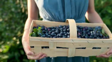 Ağır çekimde, kadınların elinde yaban mersinli sepet tutarken çekilmiş. Sıcak ve güneşli bir yaz gününde organik yaban mersini çiftliğinden taze böğürtlen toplamak. Taze sağlıklı organik yiyecekler..