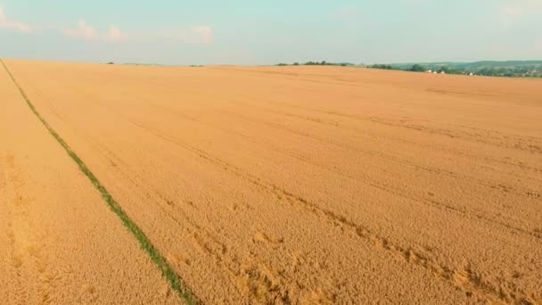 Güneşli Yaz Gününde Polonya Kırsal Tahıl Tarlalarının Hava Manzarası — Stok video