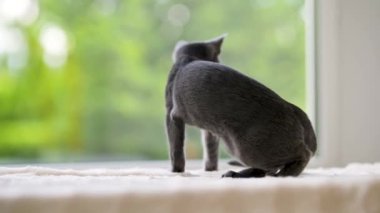 Genç, oynak Rus Mavi kediciği pencerenin kenarında dinleniyor. Yeşil gözlü, muhteşem mavi-gri kedi. Evdeki evcil hayvan.