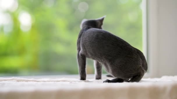 Young Playful Russian Blue Kitten Relaxing Window Gorgeous Blue Gray — Stockvideo